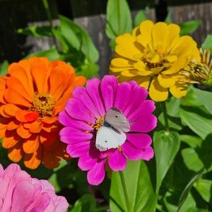 Meet your Posher, Joan